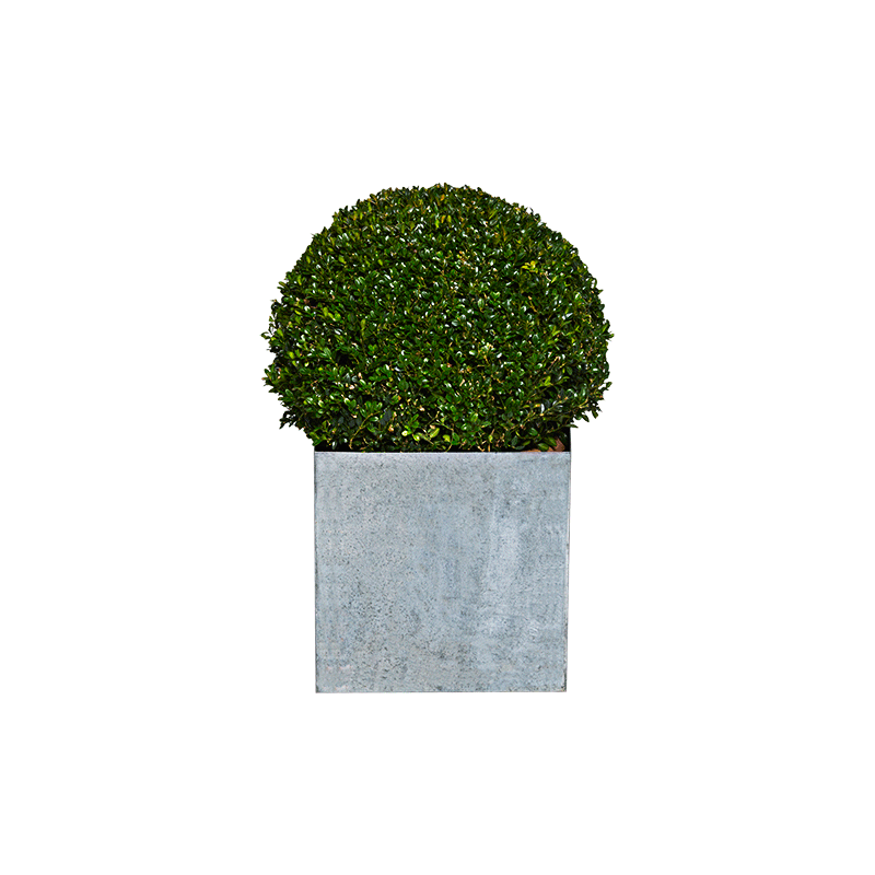 Buis boule H 45 cm avec cache-pot