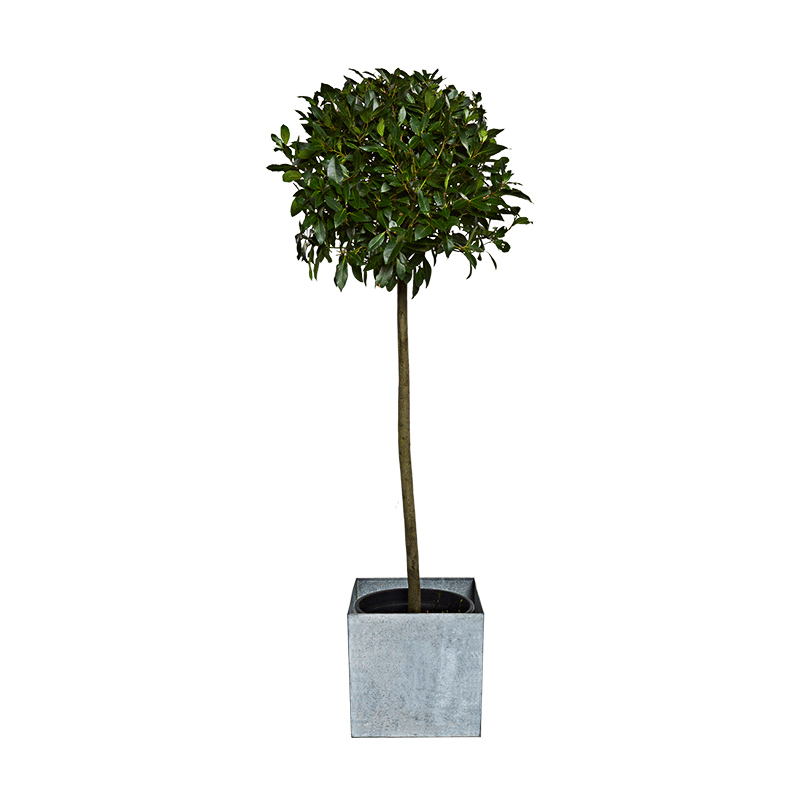 Laurier boule H1,75m avec cache-pot en zinc