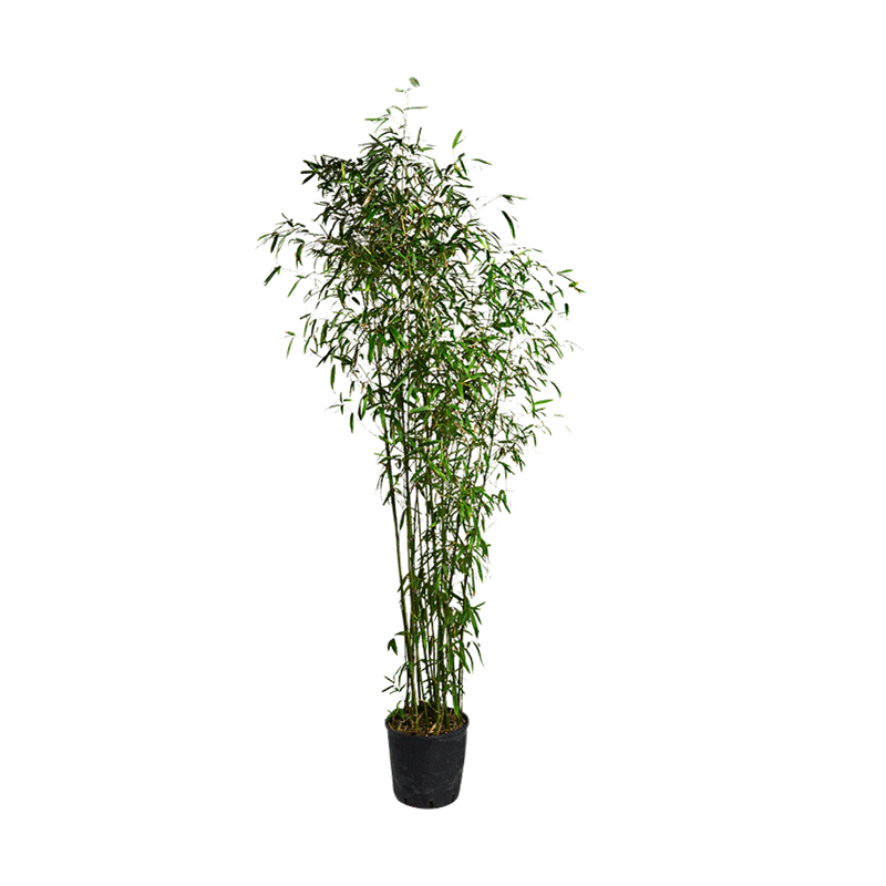 Bambou 1,9 m avec cache-pot en zinc