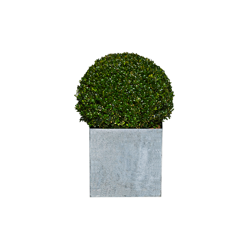 Buxus bolvorm H 45 cm met sierpot in zink