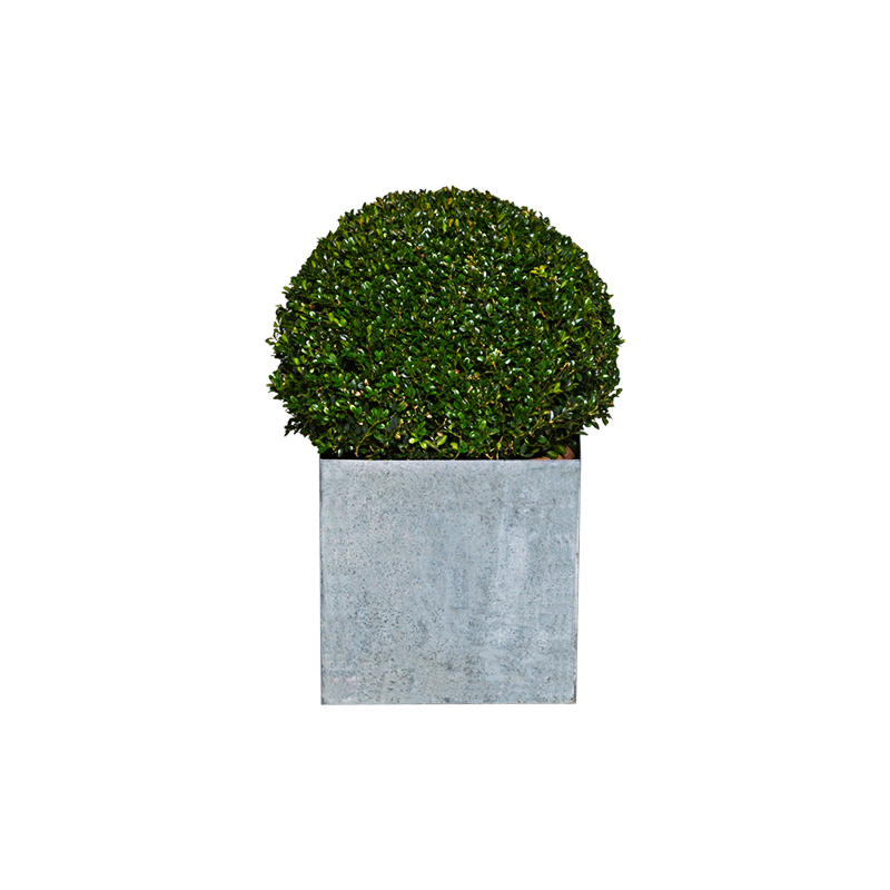 Buxus bolvorm H 45 cm met sierpot in zink